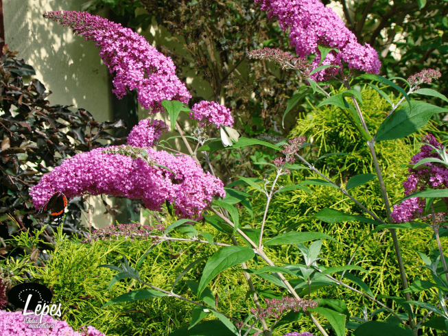 Buddleia davidii   'Pink Delight'